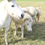 ... die Ponys sind gerne bei Menschen ...